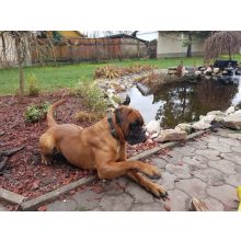 elektromos kerítés kutyáknak