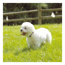 láthatatlan kutyakerítés