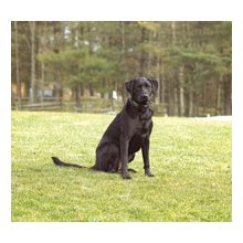 láthatatlan kutyakerítés