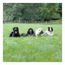 láthatatlan kutyakerítés