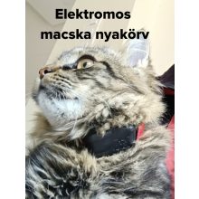elektromos macska nyakörv
